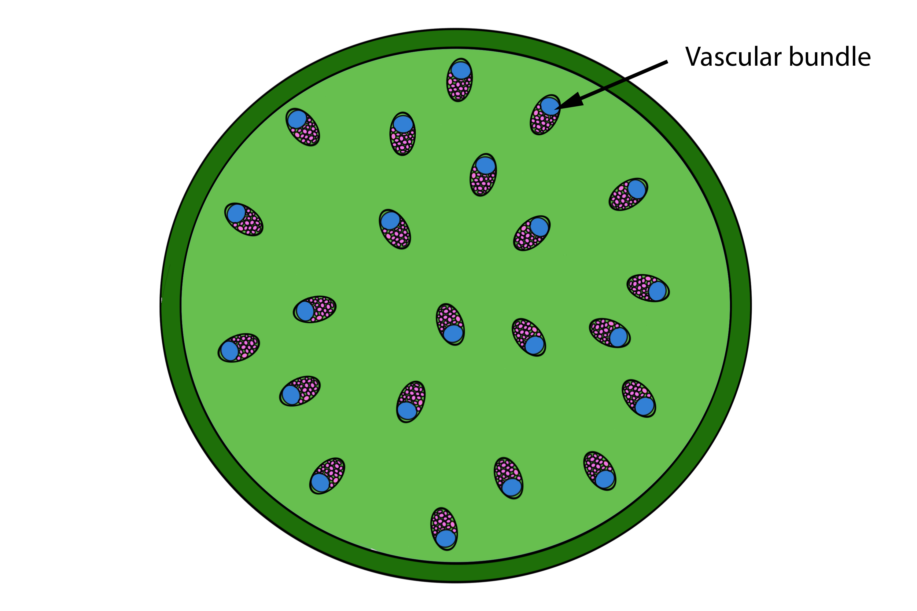 Cross section of a monocot stem showing the scattered vascular bundles